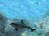 Ecco The Dolphin - Dreamcast