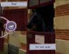Horse Life : Amis pour la vie - Wii