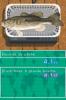 Big Catch Bass Fishing - DS