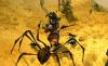 Sacred 2 : Fallen Angel - PS3