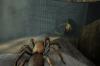 Deadly Creatures - Wii